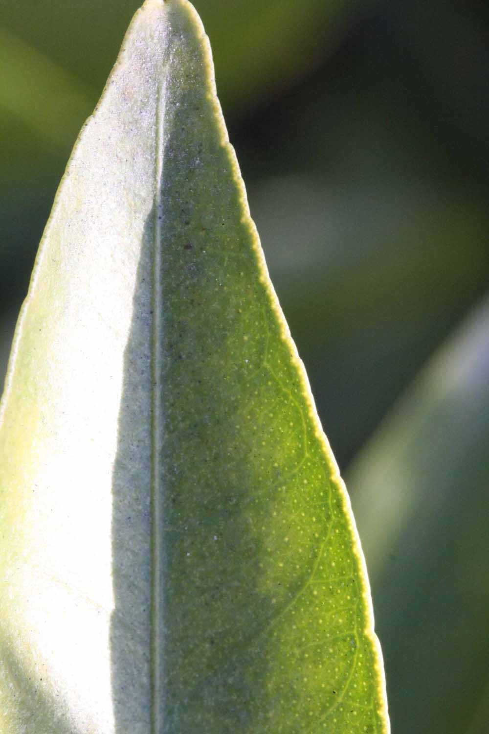              Margin (Riverside, CA)       